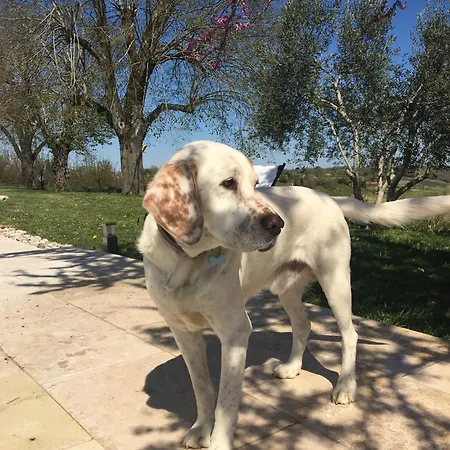 Aux Coteaux D'aussac 4*