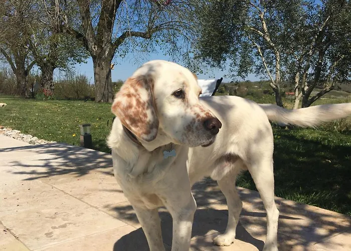 Aux Coteaux D'aussac 4*