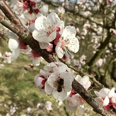 Aux Coteaux D'aussac L'Honor-de-Cos