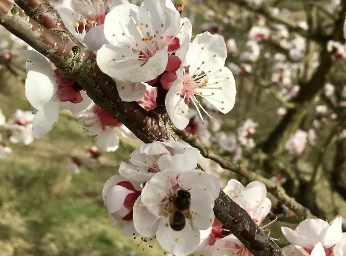 Aux Coteaux D'aussac L'Honor-de-Cos